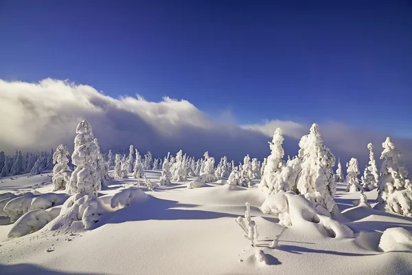 Paisaje invierno —  Fotos de Stock