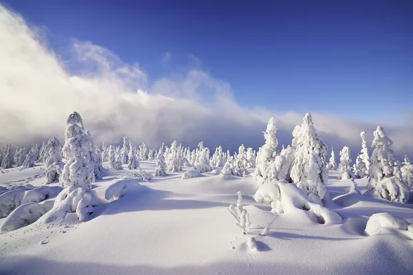 Vinterlandskap — Stockfoto