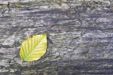 kayın ağacı yaprağı