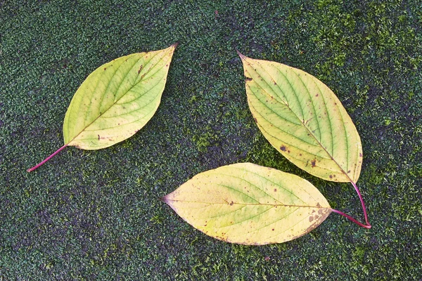 Leaves — Stock Photo, Image