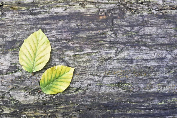 Beech leaves — Stock Photo, Image