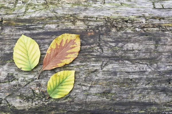 Feuilles de hêtre — Photo