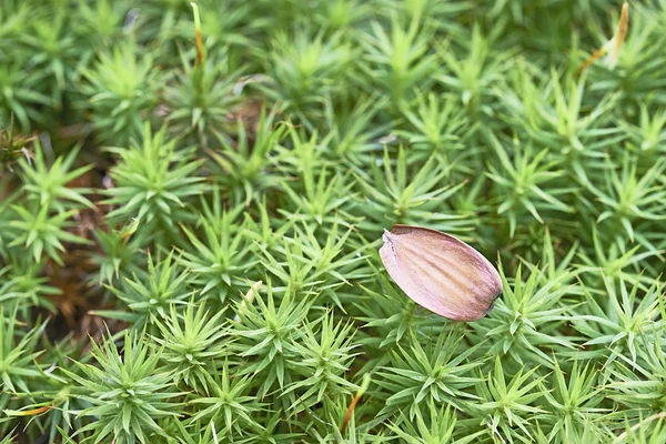 Bokollon — Stockfoto