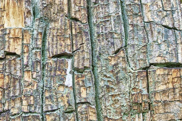 Ruttet trä — Stockfoto