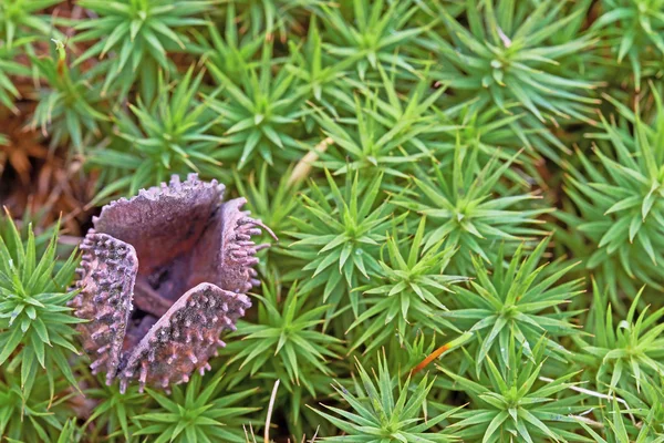 Äggskal bokollon — Stockfoto