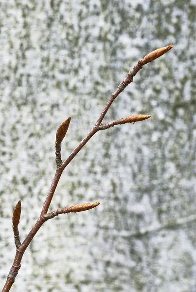 Beech twig — Stockfoto