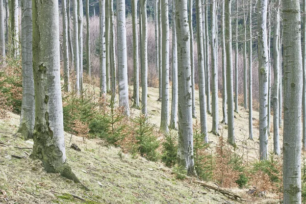 Våren bokskog — Stockfoto