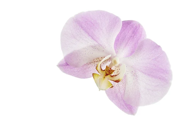 Flower orchids — Stock Photo, Image