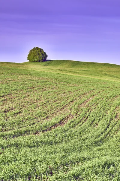 Albero solitario — Foto Stock