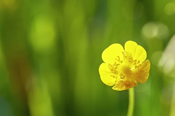 Boterbloem — Stockfoto