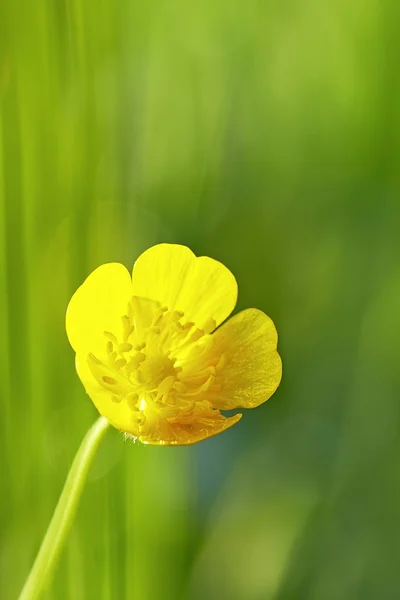 Ranuncolo — Foto Stock