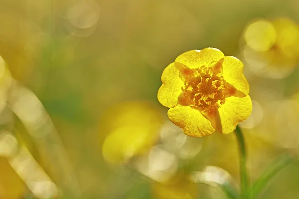 Ranuncolo — Foto Stock