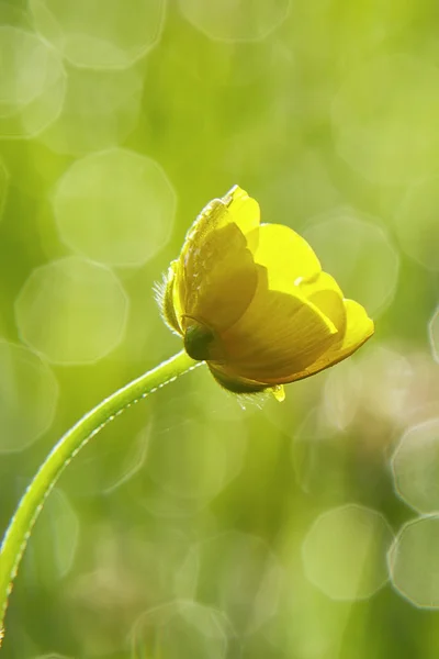 Ranuncolo — Foto Stock