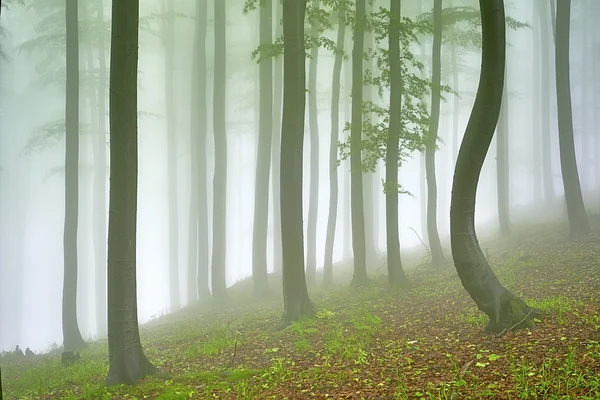 Beech forest — Stock Photo, Image