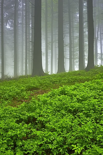 Foresta di abete rosso — Foto Stock