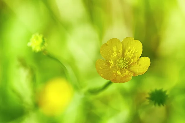 Boterbloem — Stockfoto