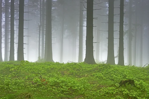 Gran skog – stockfoto