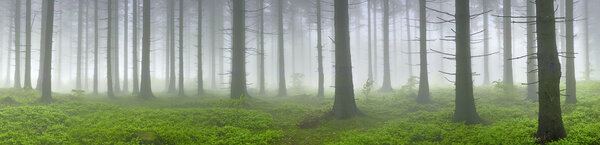 Spring panorama of coniferous forest with mist in the background