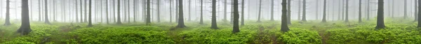 Las świerkowy — Zdjęcie stockowe