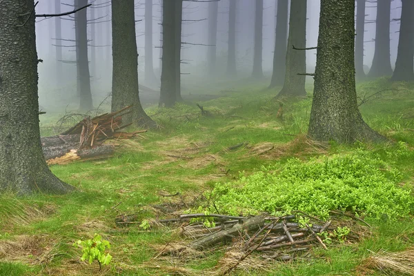 Forêt d'épinette — Photo