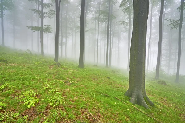 Floresta de faia — Fotografia de Stock