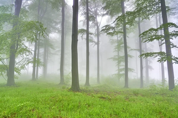 Foresta di faggio — Foto Stock