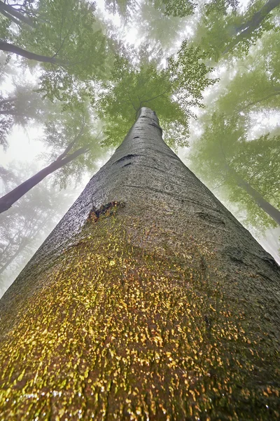 Tree crown — Stock Photo, Image