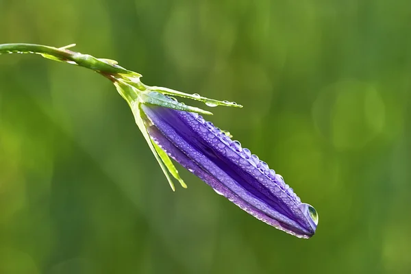 Flor de campana —  Fotos de Stock