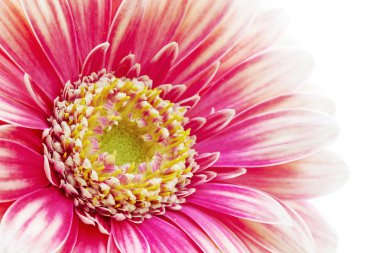 Gerbera
