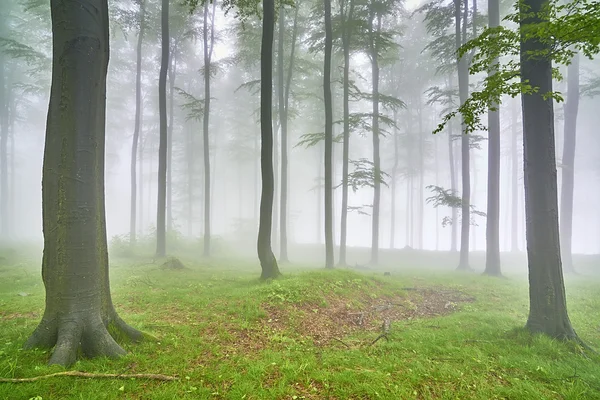 Beech forest — Stock Photo, Image