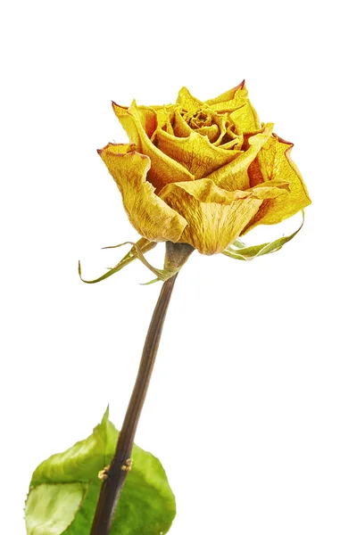 Jeden żółty kwiat — Zdjęcie stockowe