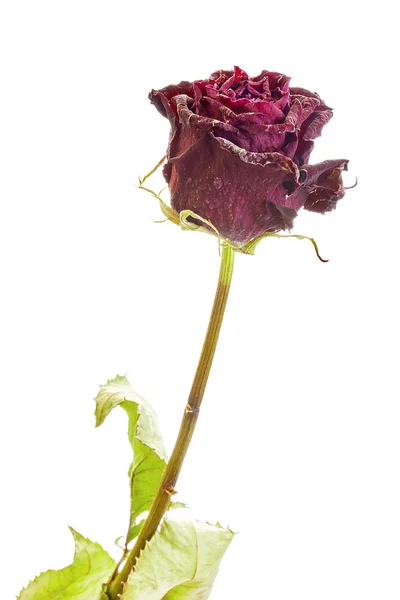 Сухие розы — стоковое фото