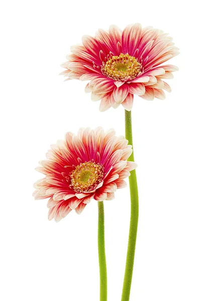 Deux fleurs Gerbera — Photo