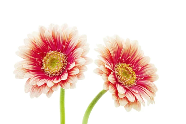 Gerbera — Stock fotografie