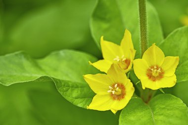 Lysimachia punctata