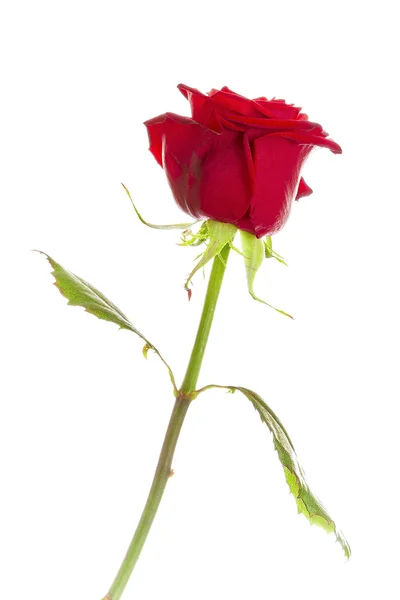 Rose — Stock Photo, Image