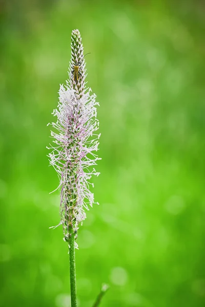 Plantain — Stockfoto