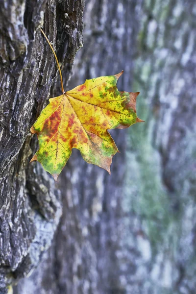 Bir akçaağaç yaprağı — Stok fotoğraf