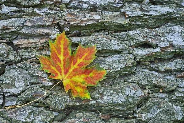 Bir akçaağaç yaprağı — Stok fotoğraf