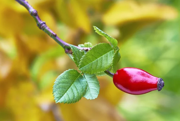 Jedna róża biodra — Zdjęcie stockowe