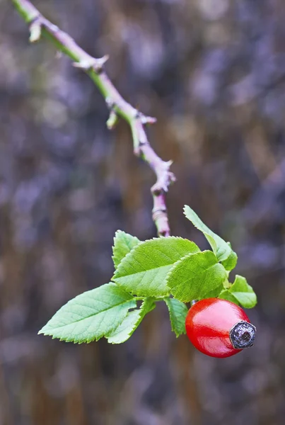 Rosa canina dettagliata — Foto Stock