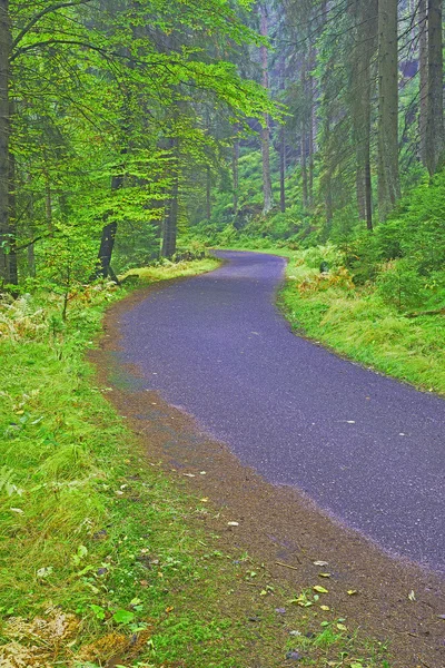 Foglie di more verde — Foto Stock