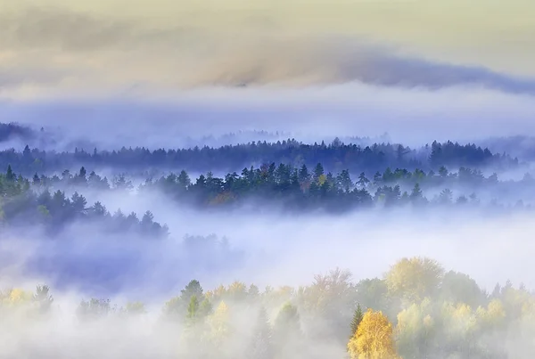 Foggy morning in the landscape — Stock Photo, Image