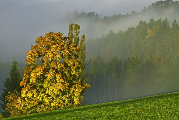 Höstens träd och dimma — Stockfoto