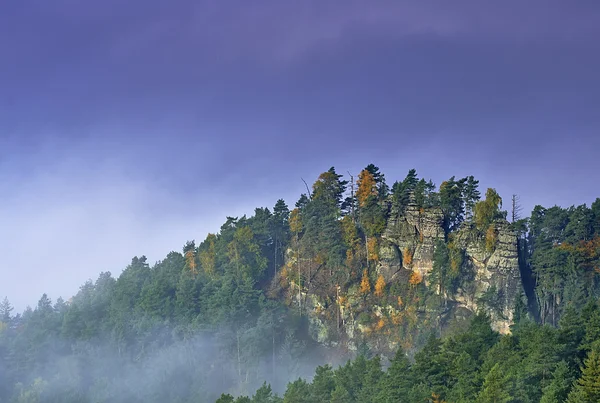 View of autumn tree — Stock Photo, Image