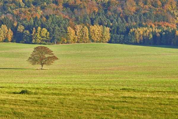 Sozinho árvore de outono — Fotografia de Stock