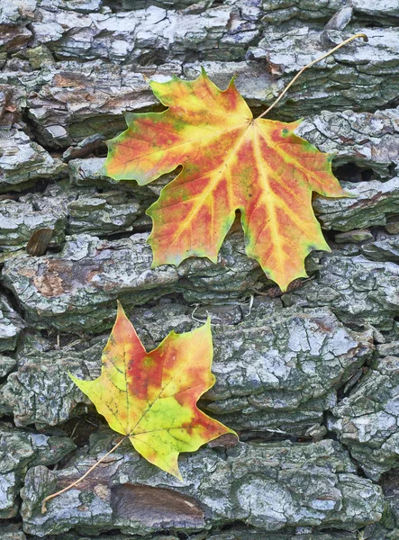 Two maple leaf — Stock Photo, Image