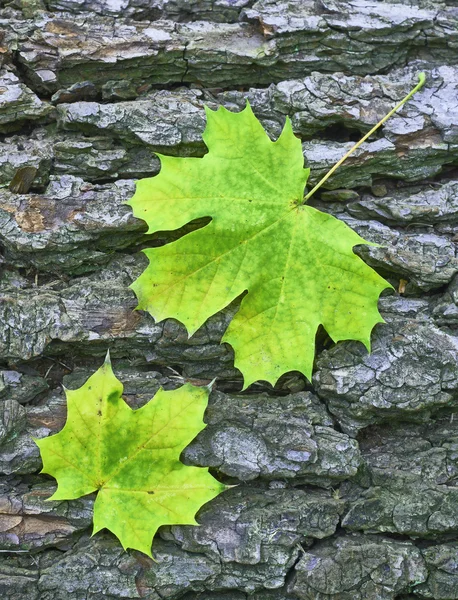 Two Maple leaf — Stock Photo, Image