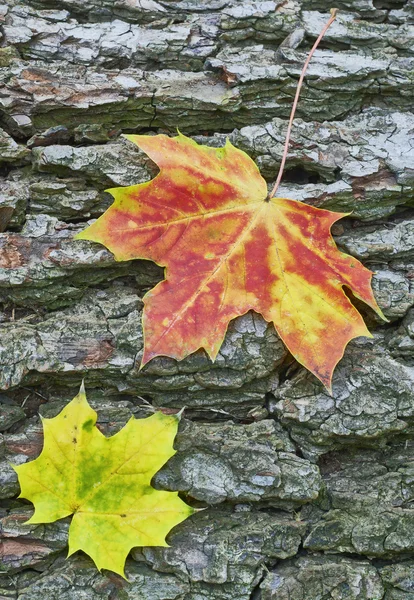 Two Maple leaf — Stock Photo, Image