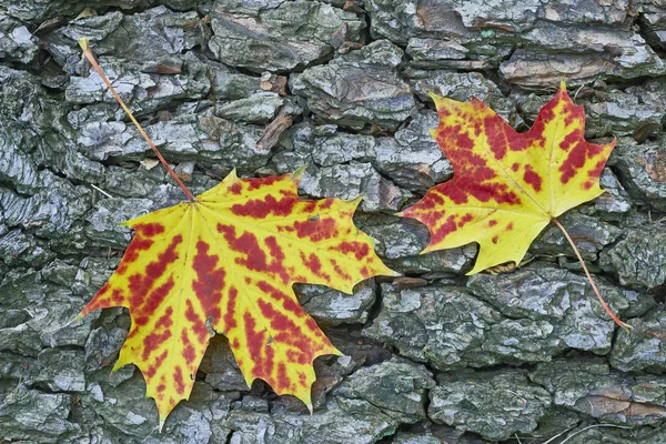 Twee esdoornblad — Stockfoto